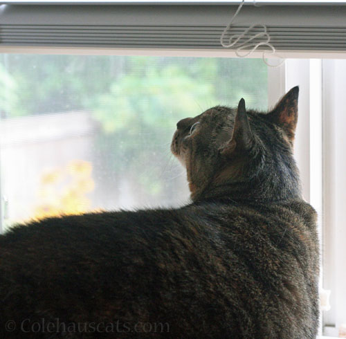 Something is up high © Colehauscats.com