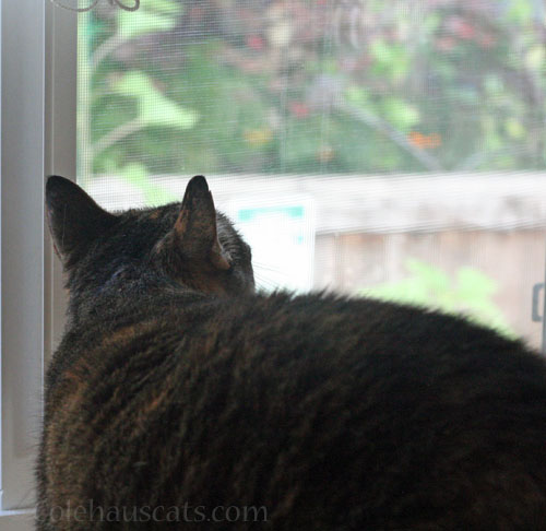 Keeping her eye on it © Colehauscats.com