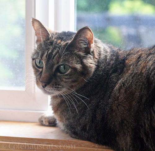 Viola says it was a friend © Colehauscats.com