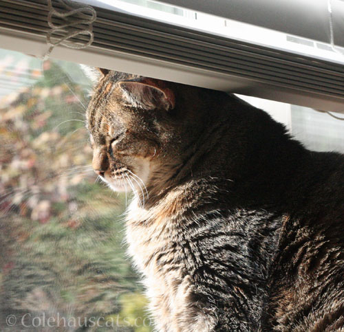 Viola's not impressed © Colehauscats.com