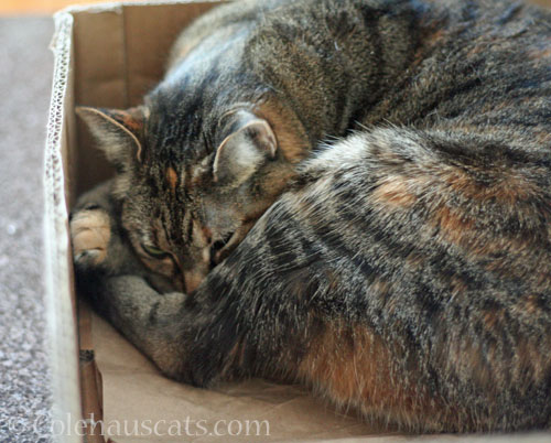 Miss "I don't need other cats" Viola © Colehauscats.com