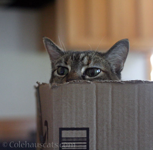 Viola watches her other © Colehauscats.com