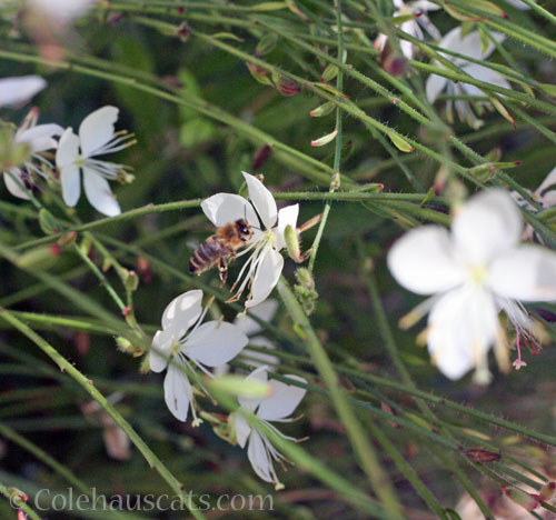 Wand flower with bee friend, 2025 © Colehauscats.com