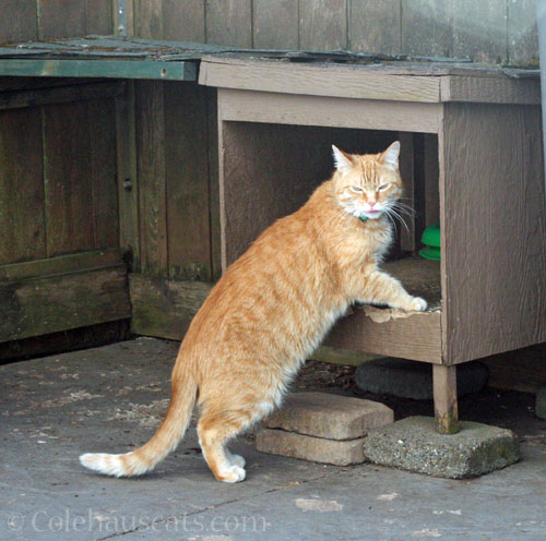 New neighborhood visitor Zerbe © Colehauscats.com