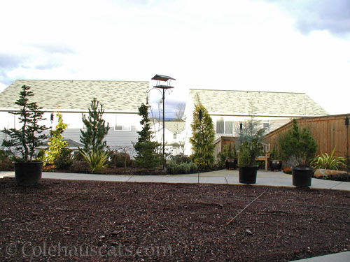 Colehaus backyard pre-fountain and garden, 2002 © Colehauscats.com