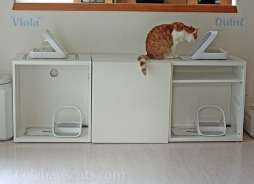 Downstairs feeding station © Colehauscats.com