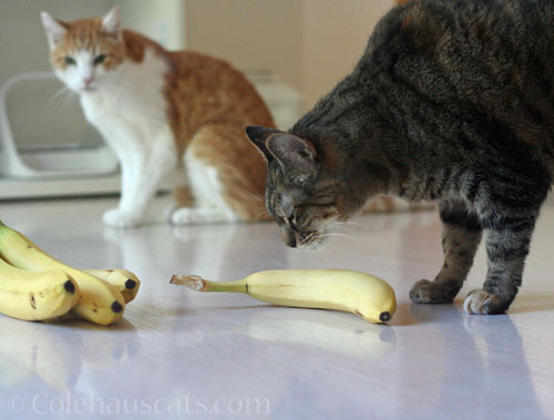 Quint watches Viola's bananas © Colehauscats.com