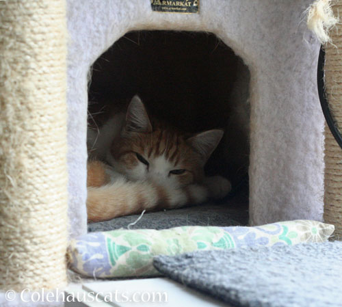 Quint down for a nap © Colehauscats.com