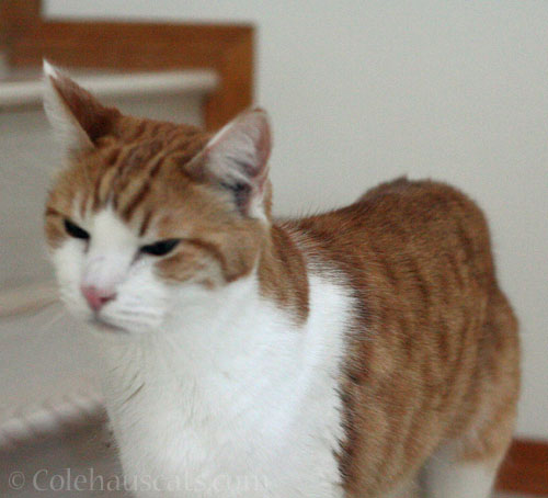 Skeptical Quint is skeptical © Colehauscats.com