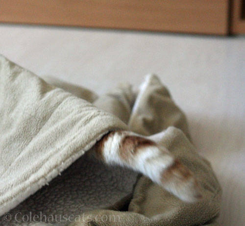 Quint in his blanket fort © Colehauscats.com