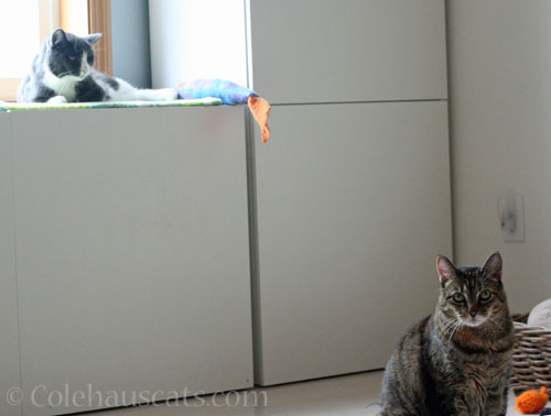 
Tessa glares at Viola, as usual © Colehauscats.com