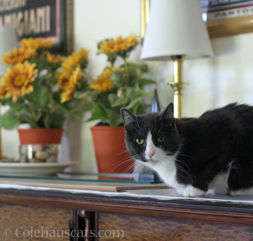 Tessa where she's at © Colehauscats.com