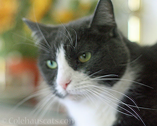 Tessa Trouble? Naw. © Colehauscats.com