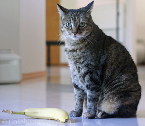 Viola. Banana for size. © Colehauscats.com
