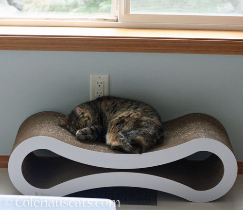 Viola's 2nd favorite nap spot © Colehauscats.com