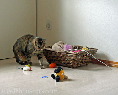 Viola spies a toy © Colehauscats.com