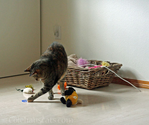 It's a simple milk jug ring © Colehauscats.com