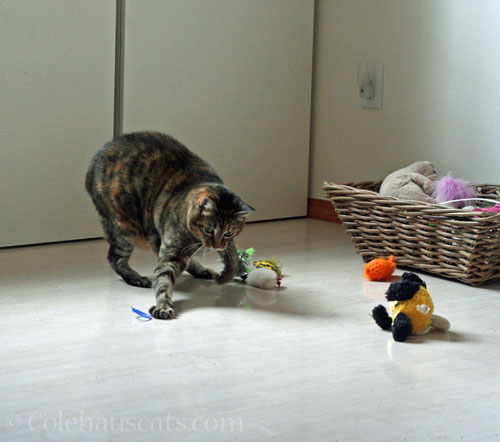 Milk jug rings are all time favorites © Colehauscats.com