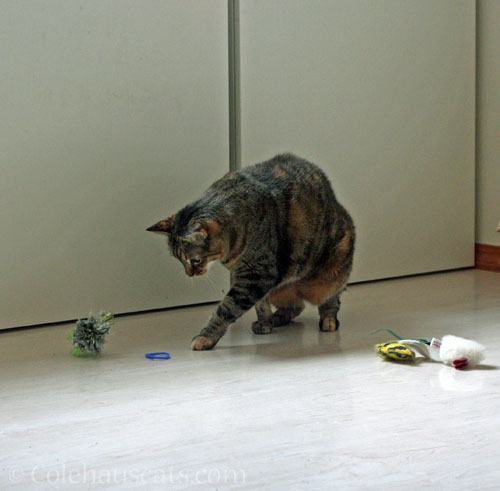 This milk jug ring listens to Viola tell it to stay still © Colehauscats.com
