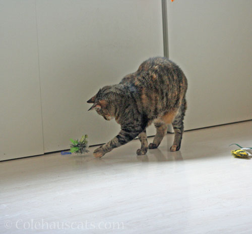 The milk jug ring runs for cover © Colehauscats.com