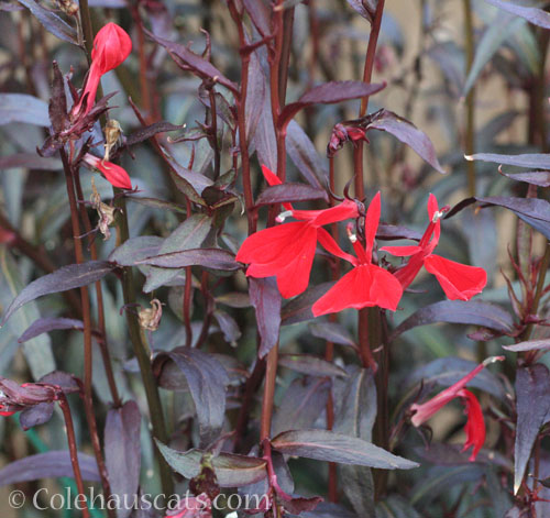 Cardinal flower, October 2025 © Colehauscats.com