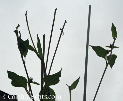 Squirrels like sunflower flowers, October 2025 © Colehauscats.com