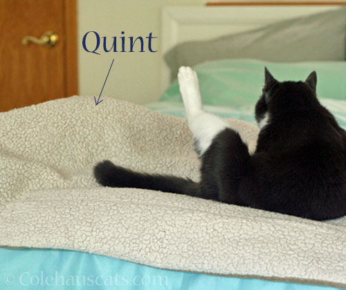 Lumpy Quint and Tessa © Colehauscats.com