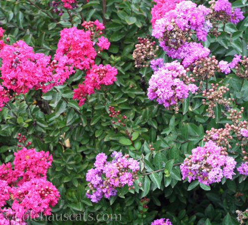 Crepe Myrtle, October 2025 © Colehauscats.com