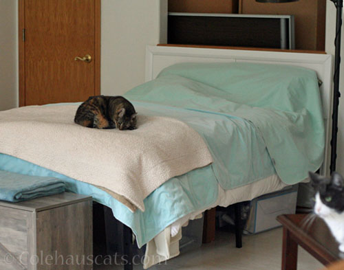 Viola on Dad's bed © Colehauscats.com