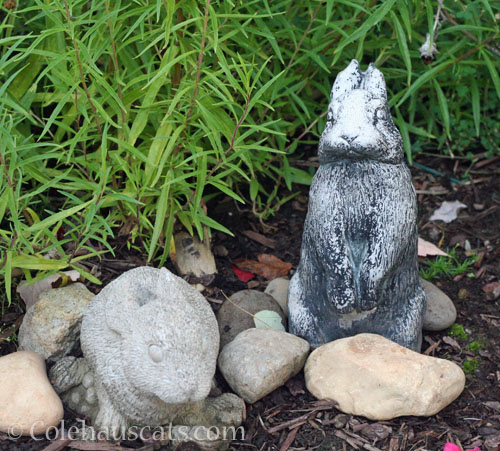 Garden bunnies © Colehauscats.com