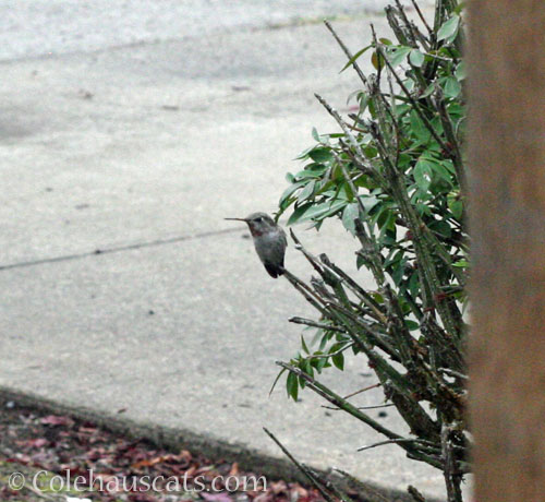 Younger male Anna's Hummingbird, October 2025 © Colehauscats.com