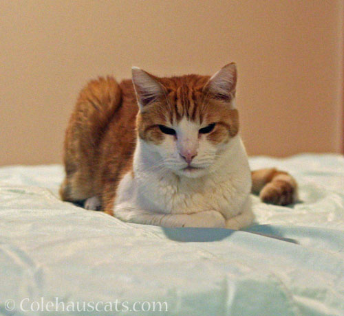 Is this Quint's favorite bed? © Colehauscats.com
