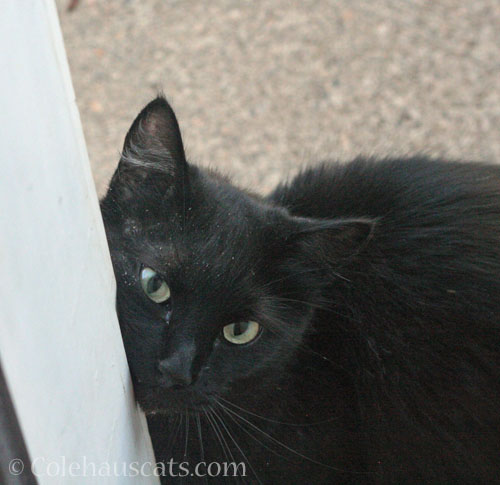 Neighbor cat KeeKee, October 2025 © Colehauscats.com