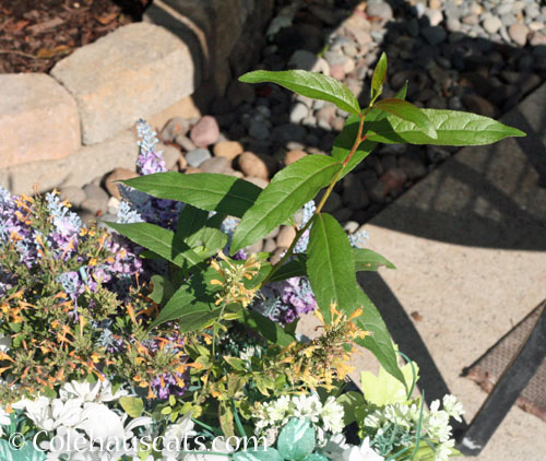 Mystery plant, October 2025 © Colehauscats.com