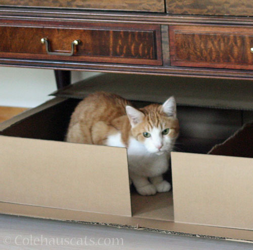 Is this Quint's favorite bed? © Colehauscats.com