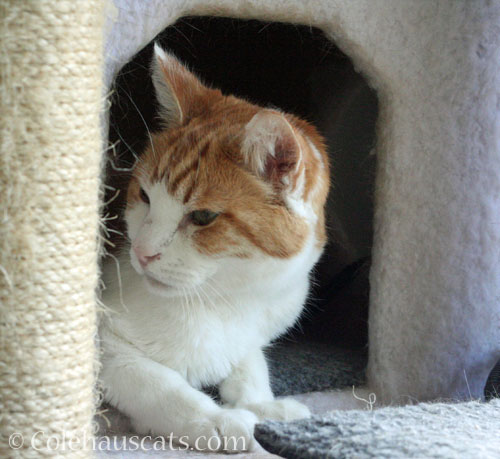 Is this Quint's favorite bed? © Colehauscats.com