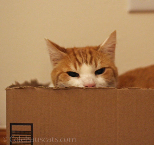 Is this Quint's favorite bed? © Colehauscats.com
