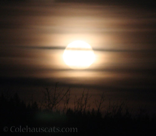 October moon, October 2025 © Colehauscats.com