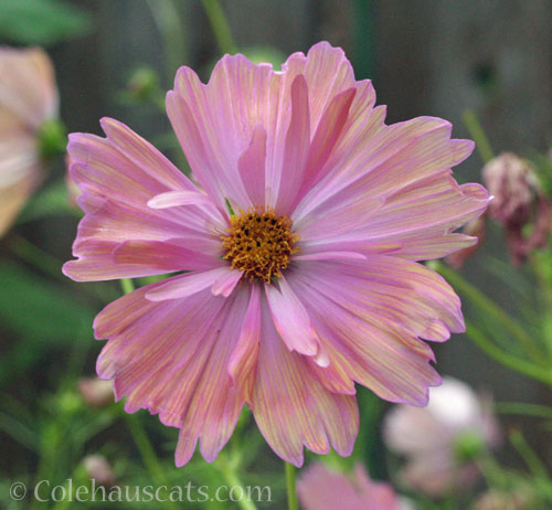 Peaches and Cream Cosmos, October 2025 © Colehauscats.com