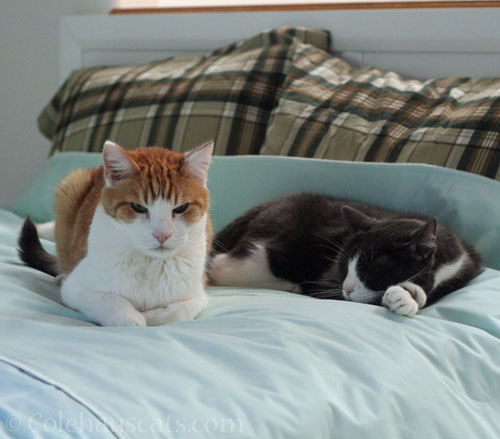 Quint and Tessa claiming Dad's new bed © Colehauscats.com