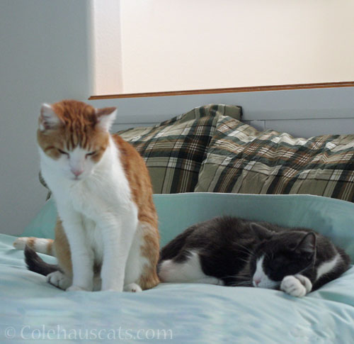Sleepy Quint and Tessa © Colehauscats.com