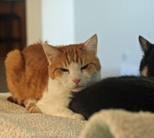 Quint and Tessa © Colehauscats.com