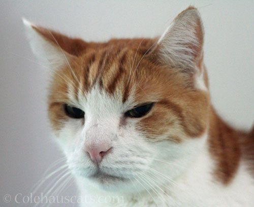 Handsome boy Quint © Colehauscats.com