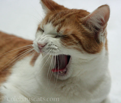 Quint sings because he must, November 2025 © Colehauscats.com