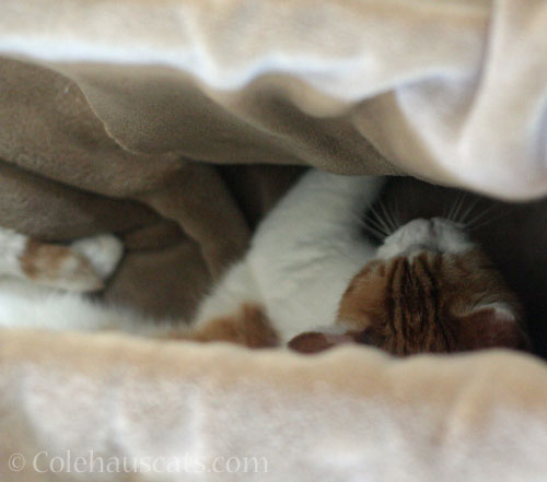 Quint makes a blanket fort © Colehauscats.com