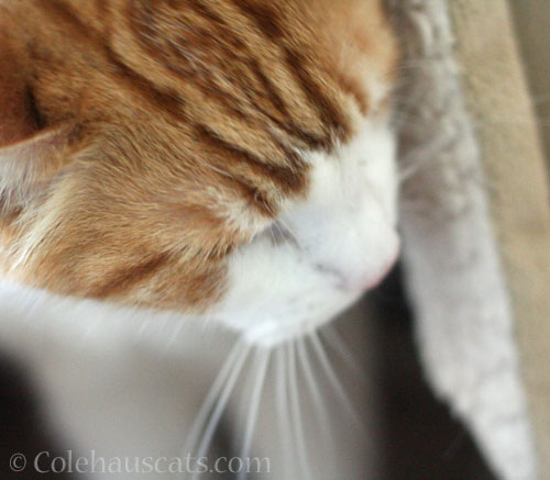 Quint ventures out © Colehauscats.com