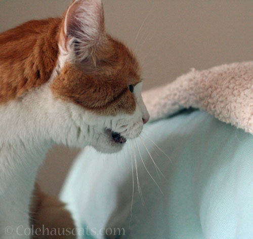 One day, something changed © Colehauscats.com