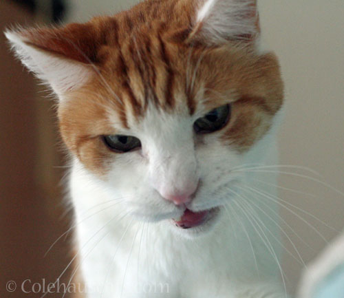 Quint knew all along © Colehauscats.com