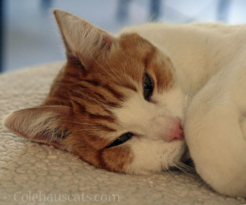 Cozy Quint is cozy © Colehauscats.com