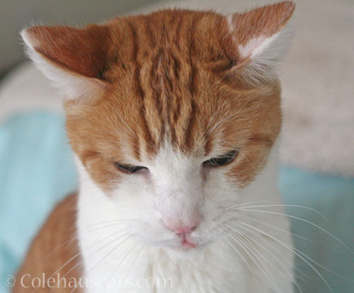 Quint © Colehauscats.com